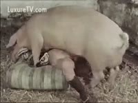 [ Zoophilia Porn ] The pig seduces me totally